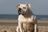 BOULEDOGUE AMERICAIN 226